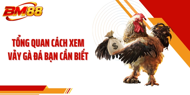 Tổng quan cách xem vảy gà đá bạn cần biết